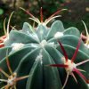 Ferocactus latispinus ssp.spiralis 10